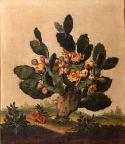 Photo of "PRICKLY PEAR IN FLOWER" by ALBERT ECKHOUT