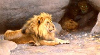 Photo of "LION OUTSIDE HIS DEN" by WILHELM KUHNERT