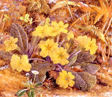 Photo of "PRIMROSES" by WILLIAM B. HOUGH