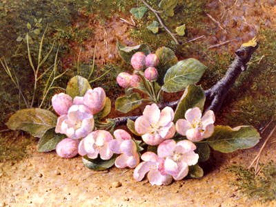 Photo of "APPLE BLOSSOM" by ANNE JENKINS