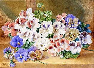 Photo of "STILL LIFE OF PANSIES AND PELARGONIUMS" by THOMAS FREDERICK COLLIER