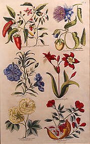 Photo of "BOTANICAL STUDY OF CAPSICUM AND OTHER FLOWERS" by J. HILL