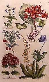 Photo of "BOTANIC STUDY OF MIMULUS AND OTHER FLOWERS" by J. HILL