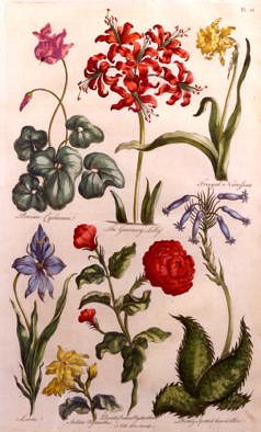 Photo of "BOTANICAL STUDY OF CYCLAMEN AND OTHER FLOWERS" by J. HILL