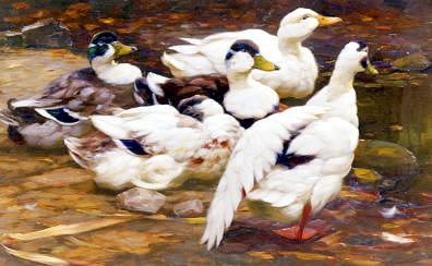 Photo of "DUCKS BY THE RIVER" by ALEXANDER MAX KOESTER