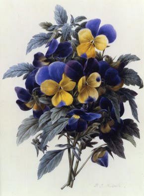 Photo of "PANSIES" by PIERRE JOSEPH REDOUTE