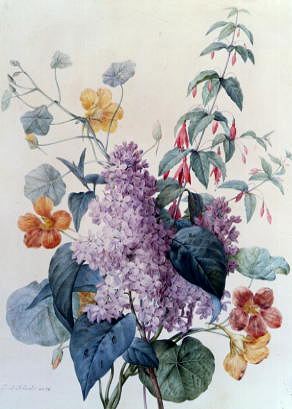 Photo of "A STUDY OF LILAC, CAPUCINE AND FUCHSIA" by PIERRE JOSEPH REDOUTE