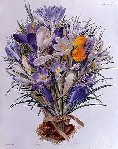 Photo of "A STUDY OF SPRING CROCUSES" by C.J. ROBERTSON