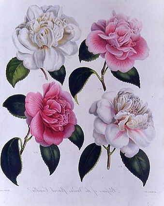 Photo of "BLOOMS OF VARIOUS FLOWERED CAMELLIA" by  MRS WITHERS