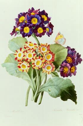 Photo of "OREILLES D'OURS AND PRIMULA AURICULA" by PIERRE-JOSEPH REDOUTE