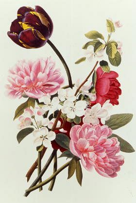 Photo of "BOUQUET OF TULIP AND PEONIE" by JEAN LOUIS PREVOST
