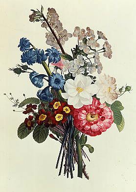 Photo of "BOUQUET OFCAMELLIA AND AURICULA" by JEAN LOUIS PREVOST