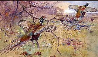 Photo of "THE LAST OF THE FLUSH (COCK PHEASANTS RISING)" by FRANK SOUTHGATE