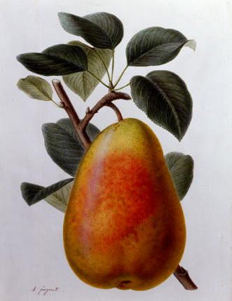 Photo of "STUDY OF A PEAR - VARIETY CHARLES ERNEST" by ADRIENNE (ACTIVE 1827) FAGUET