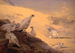 Photo of "PTARMIGANS RESTING" by ARCHIBALD THORBURN
