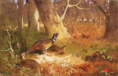 Photo of "PHEASANTS IN A WOOD" by ARCHIBALD THORBURN