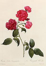Photo of "ROSA INDICA CARYOPHYLLEA" by PIERRE-JOSEPH REDOUTE