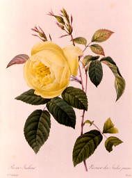 Photo of "ROSA INDICA" by PIERRE-JOSEPH REDOUTE