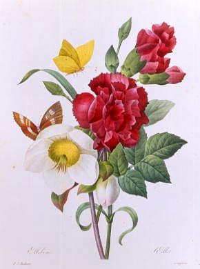 Photo of "A BOTANICAL STUDY OF HELLEBORE" by PIERRE-JOSEPH REDOUTE