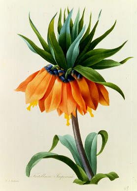 Photo of "FRITILLAIRE IMPERIALE" by PIERRE-JOSEPH REDOUTE