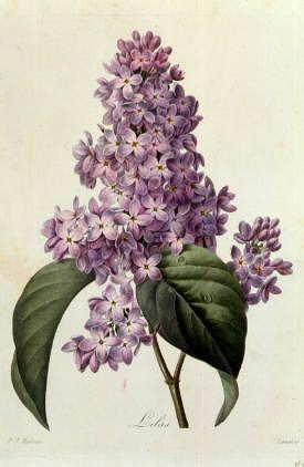 Photo of "LILAS" by PIERRE-JOSEPH REDOUTE