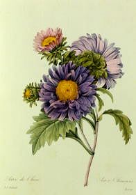 Photo of "ASTER CHINENSIS" by PIERRE-JOSEPH REDOUTE