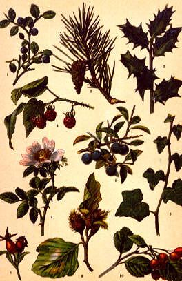 Photo of "A BOTANICAL STUDY WITH HOLLY" by GERMAN, C. 1870 ANONYMOUS