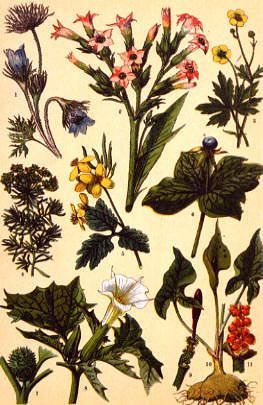 Photo of "A BOTANICAL STUDY WITH DATURA" by GERMAN, C. 1870 ANONYMOUS
