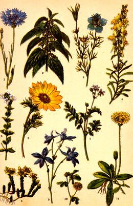 Photo of "A BOTANICAL STUDY WITH CORNFLOWER" by GERMAN, C.1870 ANONYMOUS