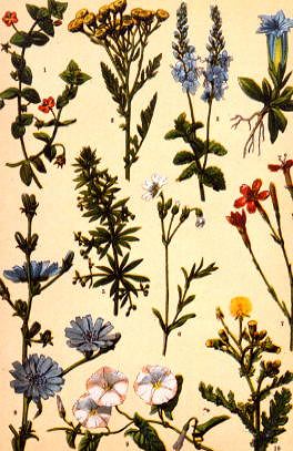 Photo of "A BOTANICAL STUDY WITH GENTIAN" by FRENCH, C. 1850 ANONYMOUS