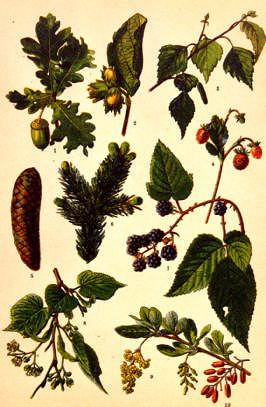 Photo of "A BOTANICAL STUDY WITH ACORN" by FRENCH, C. 1850 ANONYMOUS