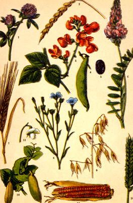 Photo of "A BOTANICAL STUDY WITH CORN" by GERMAN, C.1870 ANONYMOUS