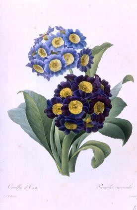 Photo of "PRIMULA AURICULA" by PIERRE-JOSEPH REDOUTE