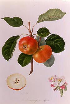 Photo of "THE TRUMPINGTON APPLE" by WILLIAM HOOKER