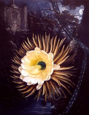 Photo of "THE NIGHT BLOWING CEREUS" by DR. THORNTON