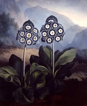 Photo of "A GROUP OF AURICULAS" by DR. THORNTON