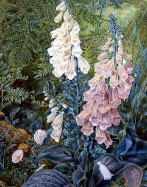 Photo of "A STILL LIFE OF FOXGLOVES" by MARY MARGETTS