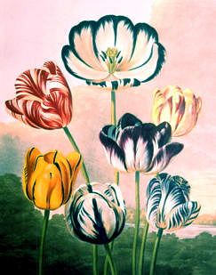 Photo of "TULIPS" by DR THORNTON