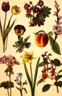 Photo of "A BOTANICAL STUDY WITH TULIPS" by GERMAN ANONYMOUS