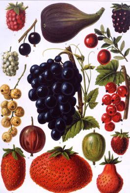 Photo of "A BOTANICAL STUDY OF SUMMER FRUITS" by GERMAN ANONYMOUS