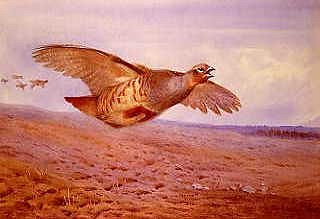 Photo of "PARTRIDGES IN FLIGHT" by ARCHIBALD THORBURN