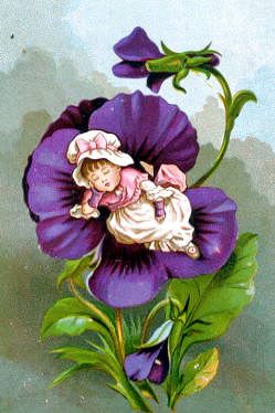 Photo of "THE NODDING PANSY" by KATE (AFTER) GREENAWAY