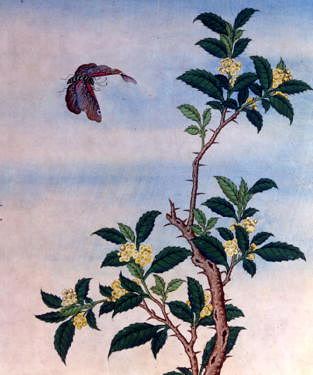 Photo of "A CINNAMON PLANT" by CHINESE WATERCOLOUR ANONYMOUS