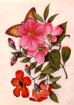 Photo of "A CAMELLIA WITH A BUTTERFLY." by  ANONYMOUS