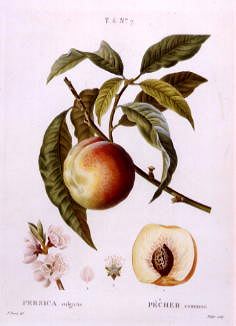 Photo of "A STUDY OF PEACHES" by PANCRACE (ENGRAVING AFT BESSA