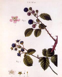 Photo of "A STUDY OF THE BLACKBERRY" by PANCRACE (ENGRAVING AFT BESSA