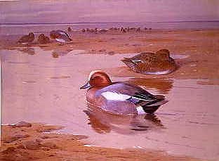 Photo of "DUCKS ON THE SHORE" by ARCHIBALD THORBURN