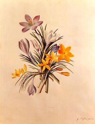 Photo of "THE CROCUS" by GEORG-DIONYS EHRET