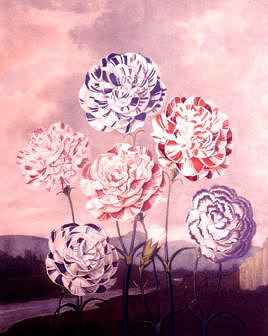 Photo of "A GROUP OF CARNATIONS C.1800" by DR. THORNTON