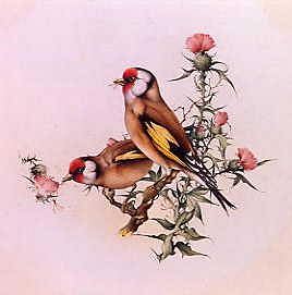 Photo of "FINCHES AMONG THE THISTLE" by EDWARD JULIUS (COPYRIGHT DETMOLD